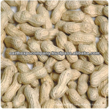 Leading Supplier of Groundnut